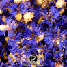 Bleuet des Champs - Centaurea cyanus - Tisane Vrac