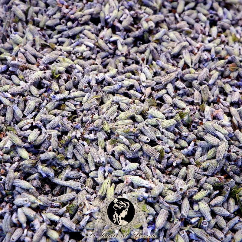 Lavande Vraie - Lavande Officinale - Lavandula angustifolia - Tisane - Infusion - Plante en vrac