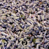 Lavande Vraie - Lavande Officinale - Lavandula angustifolia - Tisane - Infusion - Plante en vrac