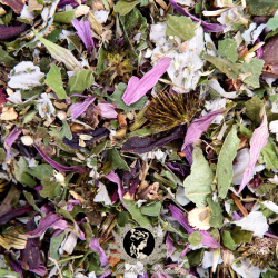 Tisane Échinacée Pourpre - Bouclier immunitaire - Défenses Naturelles