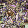 Tisane Immunité - Échinacée pourpre : Émotion - Menthe - Thym Serpolet