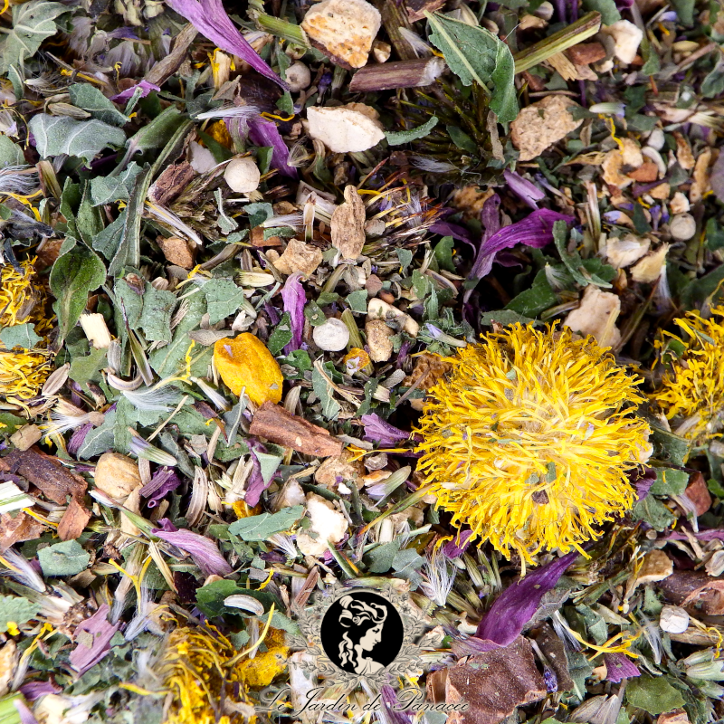 Tisane - Échinacée pourpre : Confort immunitaire