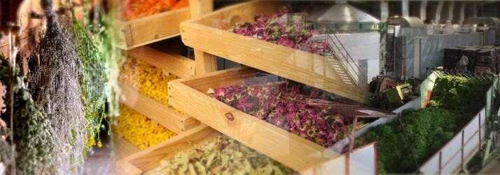 Le séchage des plantes à tisane : artisanal ou industriel ?